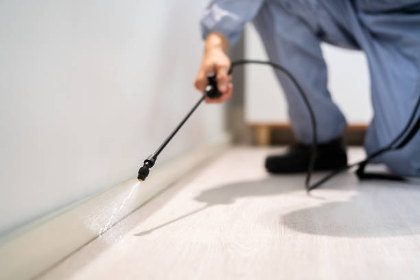 Licensed Ant Control service in San Jacinto, CA - Nex Pest Control
